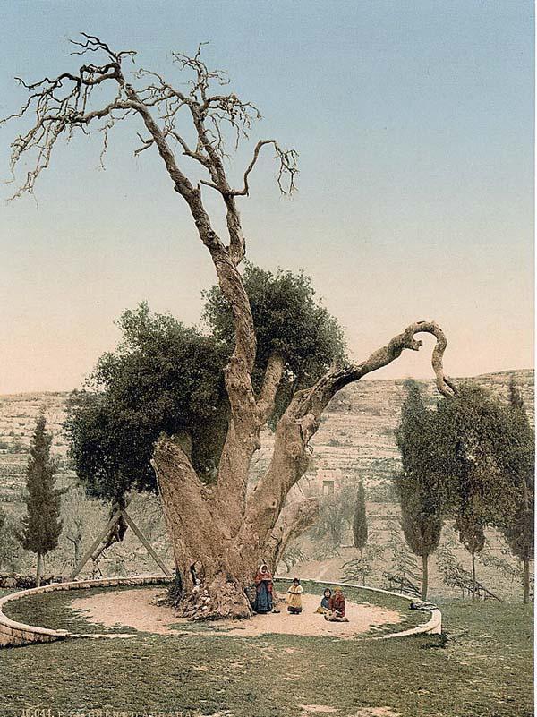 Abrahams-Mamreh-church-chair-ZOE Oak of Mamre